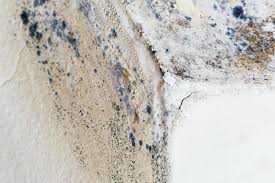 Best Environmental Consulting for Mold Prevention in Excelsior Springs, MO